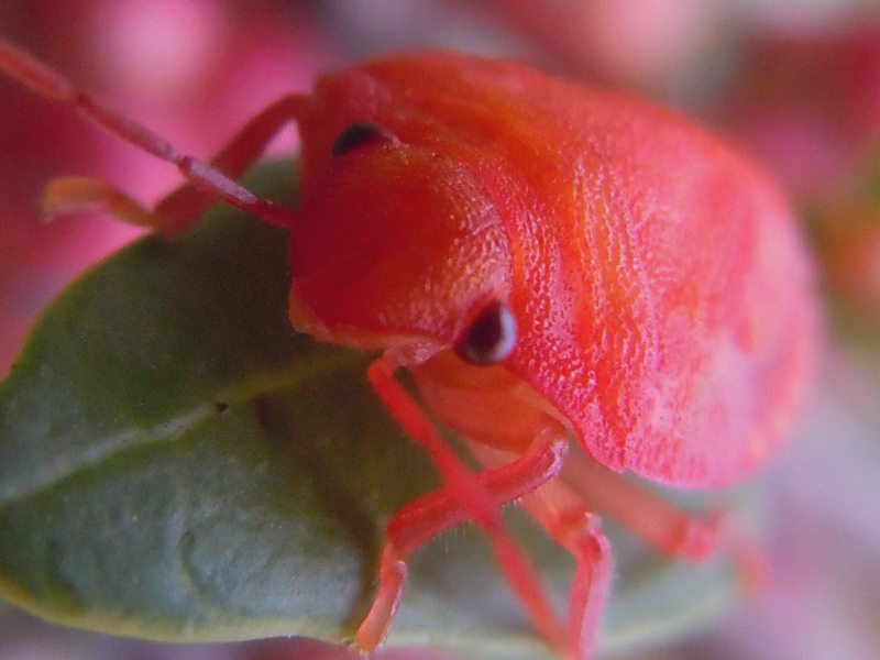 cimice prima nera...poi rossa